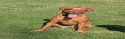 Labrador Retriever dogs for sale: Fox deep red Labrador KC Registered  - Advert 2
