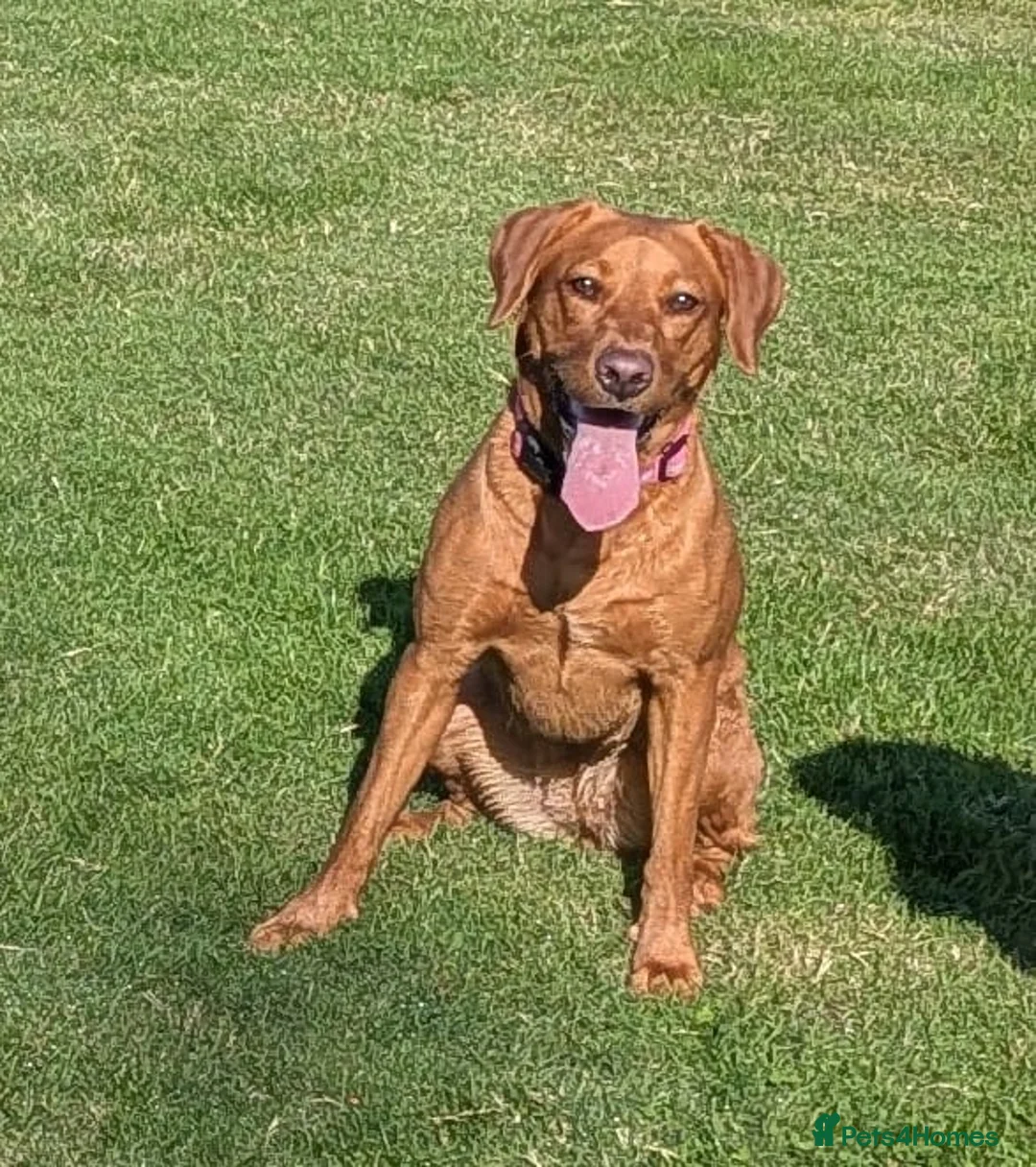Labrador Retriever dogs for sale: Fox deep red Labrador KC Registered  - Advert 2
