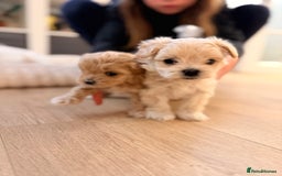 Maltipoo dogs for sale: 💛  Maltipoo Puppies Ready 16th Dec  💛 - Advert 1