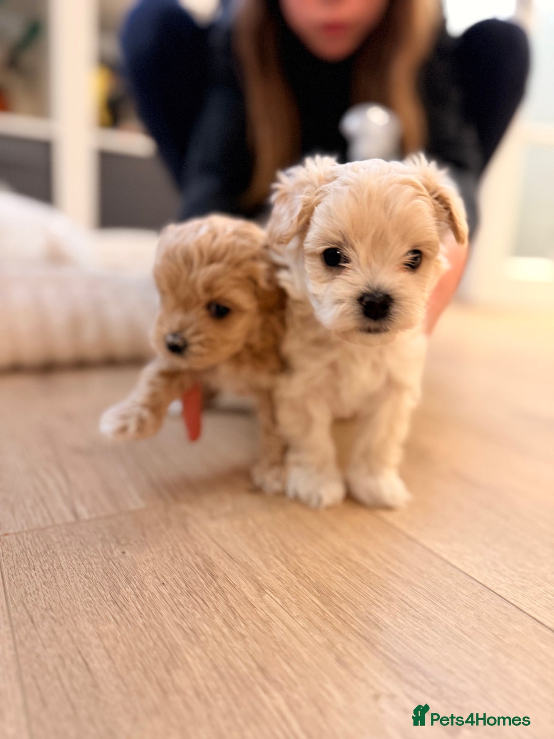 Maltipoo dogs for sale: 💛  Maltipoo Puppies Ready 16th Dec  💛 - Advert 1