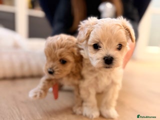 Maltipoo dogs 💛 Maltipoo Puppies Ready 16th Dec 💛 - Advert 1