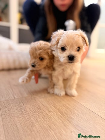Maltipoo dogs 💛 Maltipoo Puppies Ready 16th Dec 💛 - Advert 1
