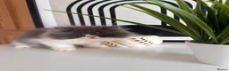 Exotic cats for sale: Exotic Persians  - Advert 24