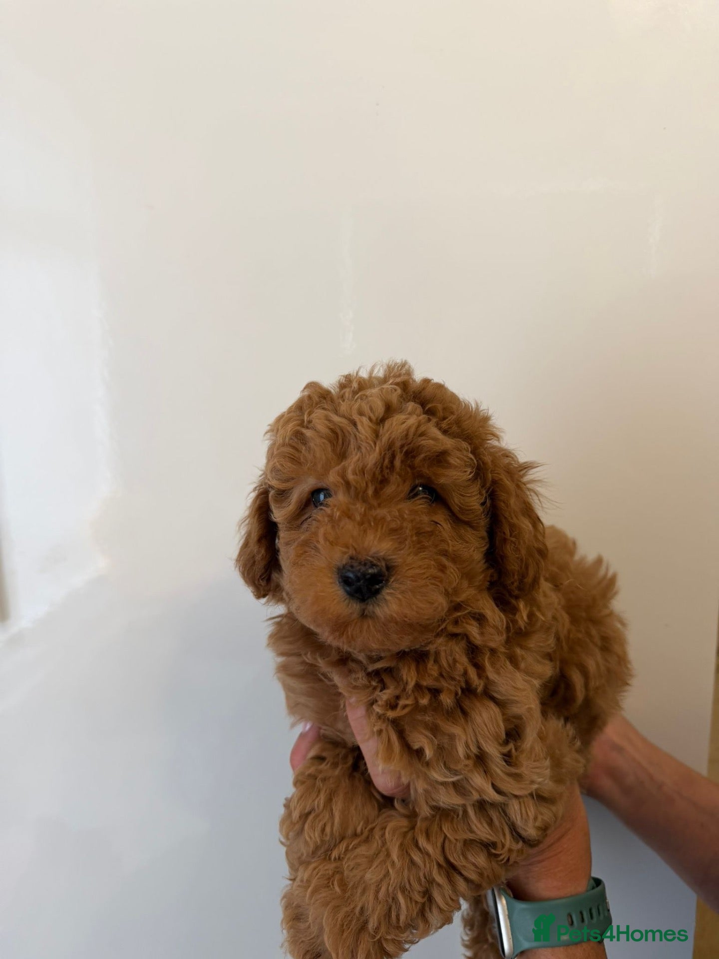 Toy Poodle dogs 1 stunning red toy poodle  - Advert 5