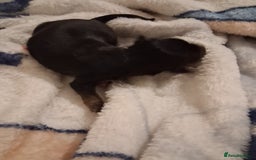 Chihuahua dogs for sale: chihuahuas puppies for sale - Image 7