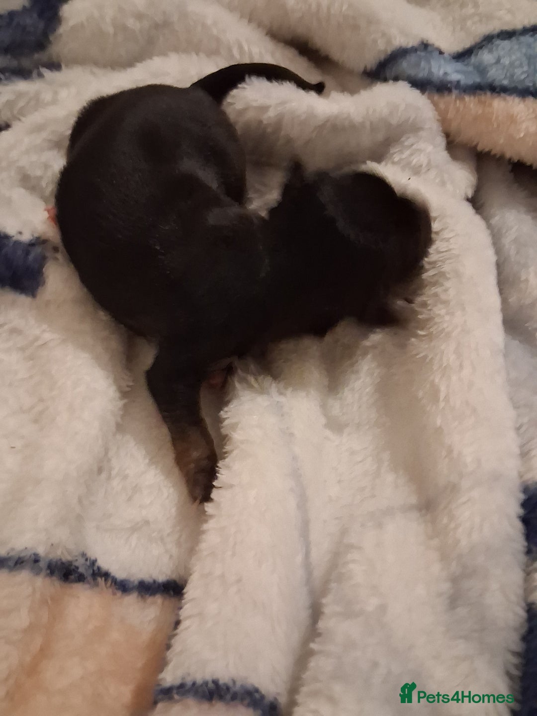 Chihuahua dogs for sale: chihuahuas puppies for sale - Image 7