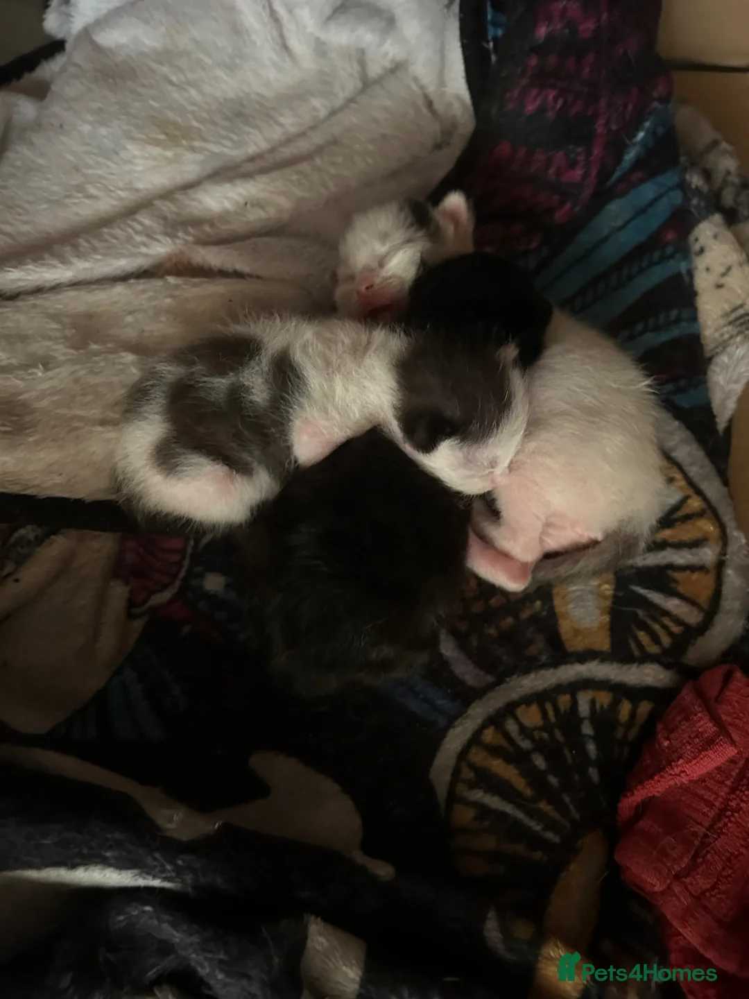 Ragdoll cats for sale: Male black ragdoll in Swindon - Advert 5