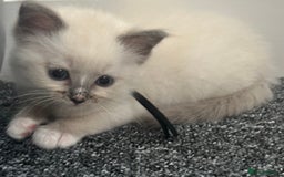 Ragdoll cats for sale: Ragdoll kittens - Image 4