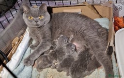 British Shorthair cats for sale: Gorgeous Blue British Shorthairs  - Image 3