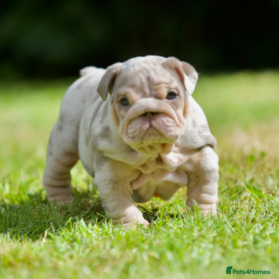 English Bulldog dogs for sale: EPIC BULLYZ RARE BULLDOGS in Halesowen - Advert 2