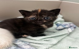 Mixed Breed cats for sale: 2 black tabby kittens  - Image 2