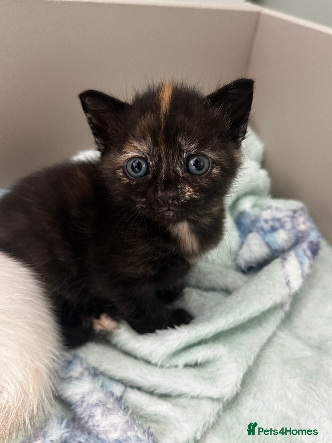 Mixed Breed cats for sale: 2 black tabby kittens  - Image 2