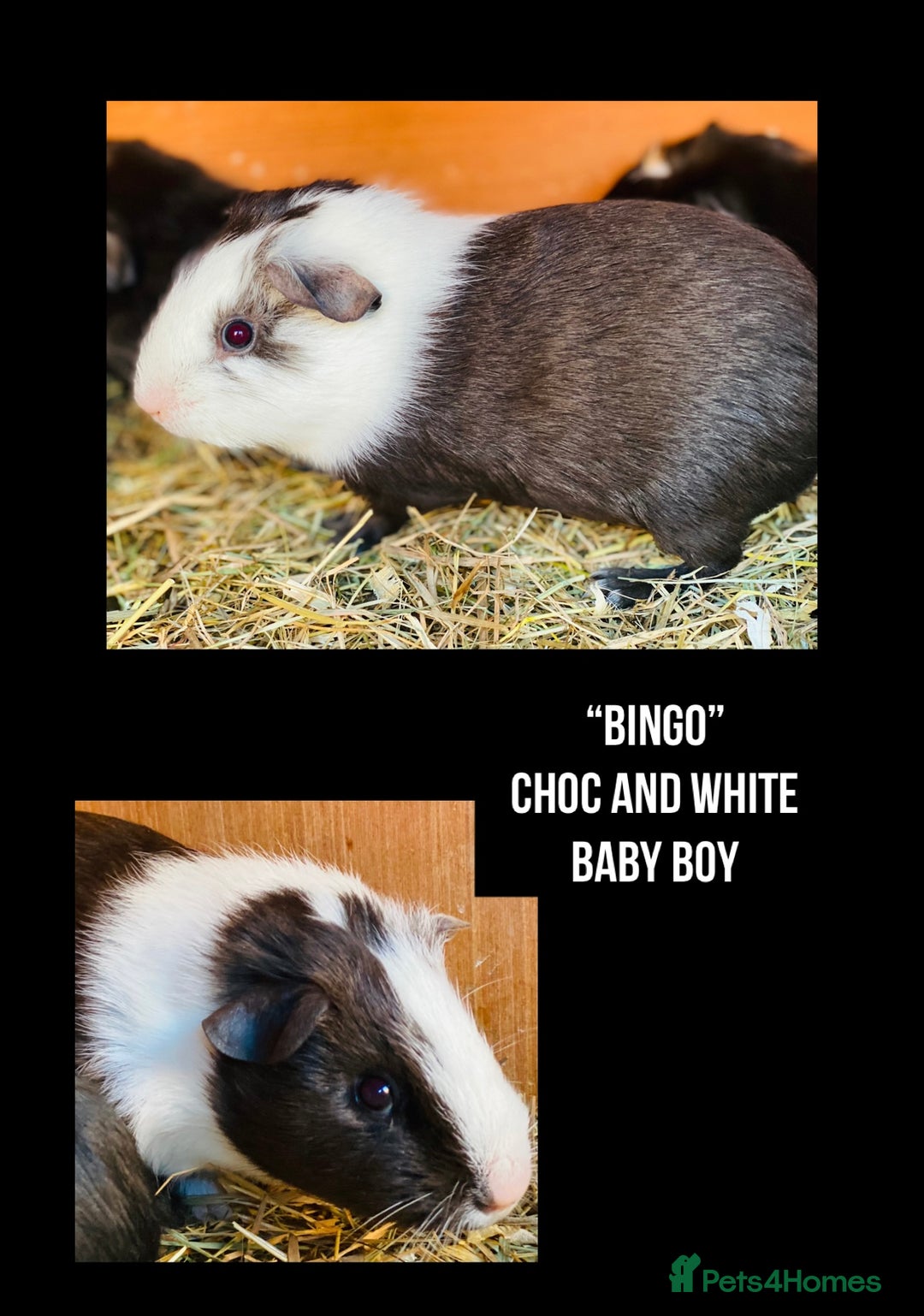 Guinea Pig rodents for sale: Pretty mix of baby boy Guineapigs ready now  - Advert 1