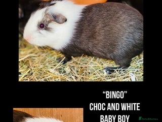 Guinea Pig rodents Pretty mix of baby boy Guineapigs ready now - Advert 4