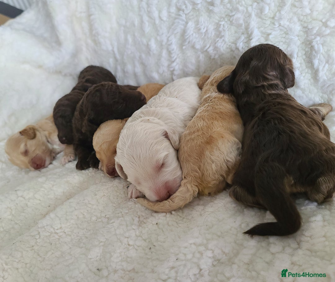 Cockapoo dogs for sale: F1b Cockapoos. Boys & Girls. DNA HEALTH TESTED - Image 14