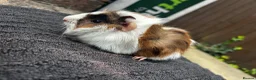 Guinea Pig rodents for sale: 3 male guinea pigs  - Advert 6