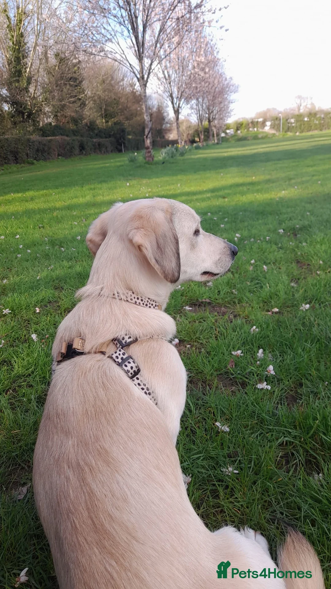 Mixed Breed dogs for adoption: ROXANNE - SMALL, CHEEKY & FULL OF LOVE - Advert 2