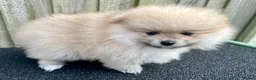 Pomeranian dogs for sale: Adorable, KC Registered Pomeranian Puppies in Colchester - Advert 36