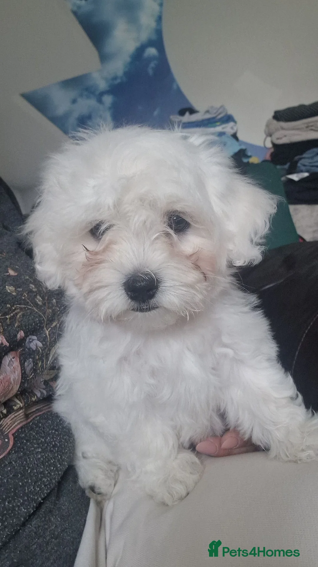 Maltese dogs for sale: Maltese puppy's - Advert 1