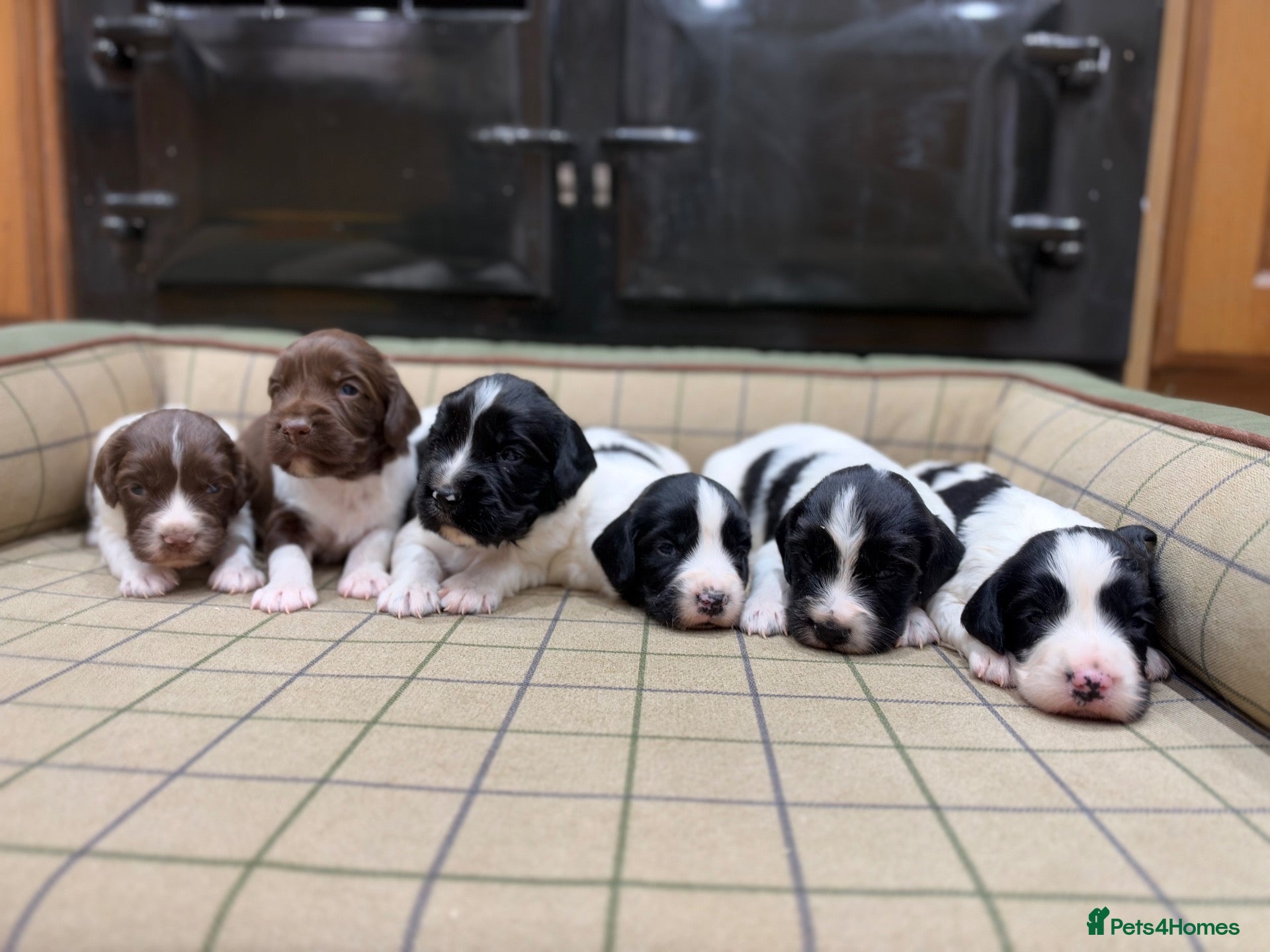 English Springer Spaniel dogs for sale: Stunning Springer Spaniels - Advert 1