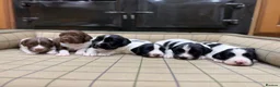 English Springer Spaniel dogs for sale: Stunning Springer Spaniels - Advert 1