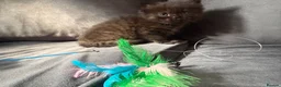 Ragcoon cats for sale: 8 RAGDOL X MAINCOON KITTENS🐱 - Advert 7