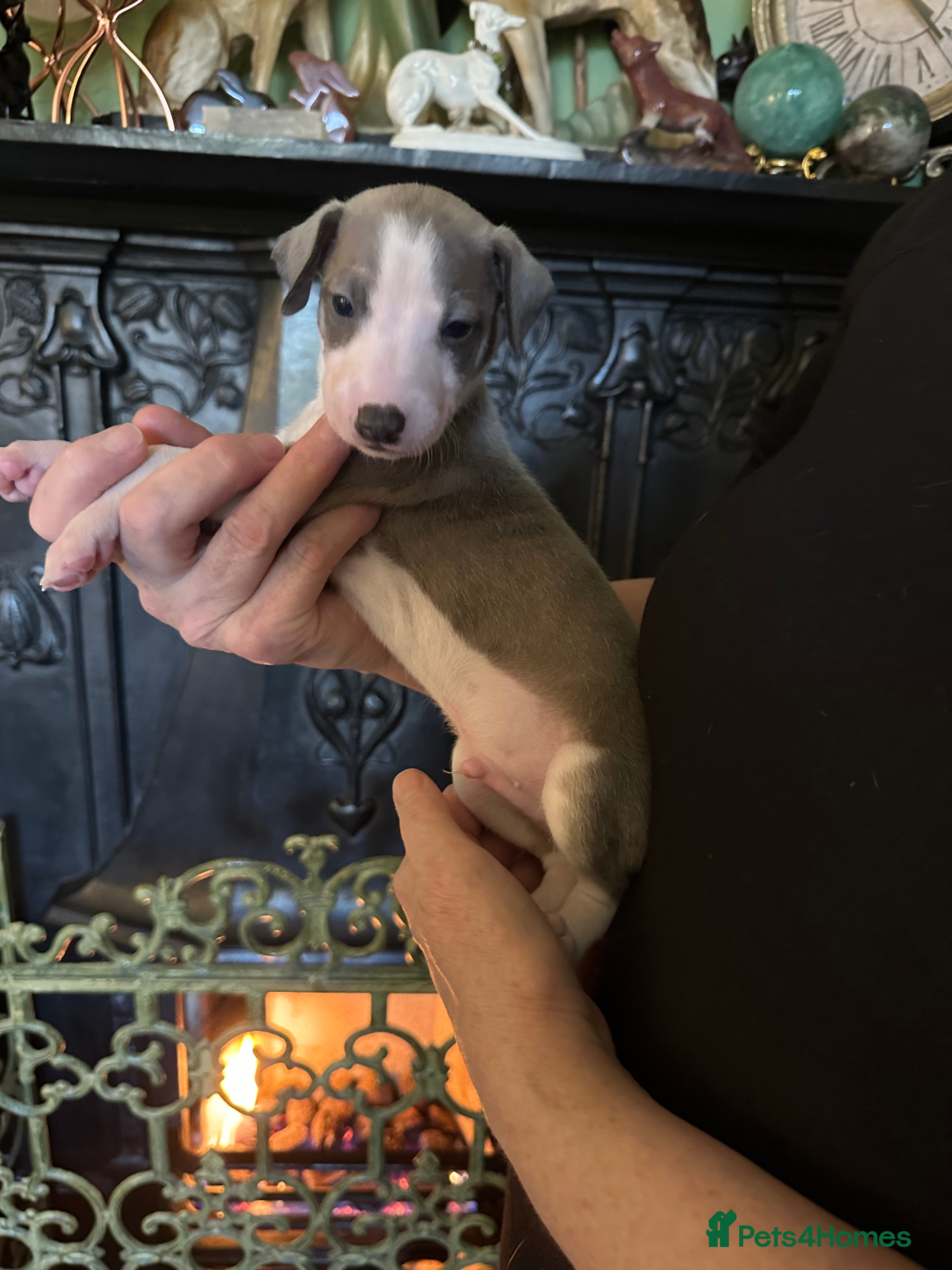 Mixed Breed dogs Whippet x Italian Greyhound Pups - Advert 1