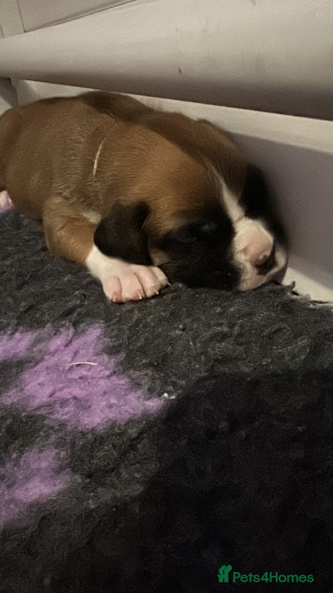 Boxer dogs for sale: Boxer Puppies KC registered  - Image 28