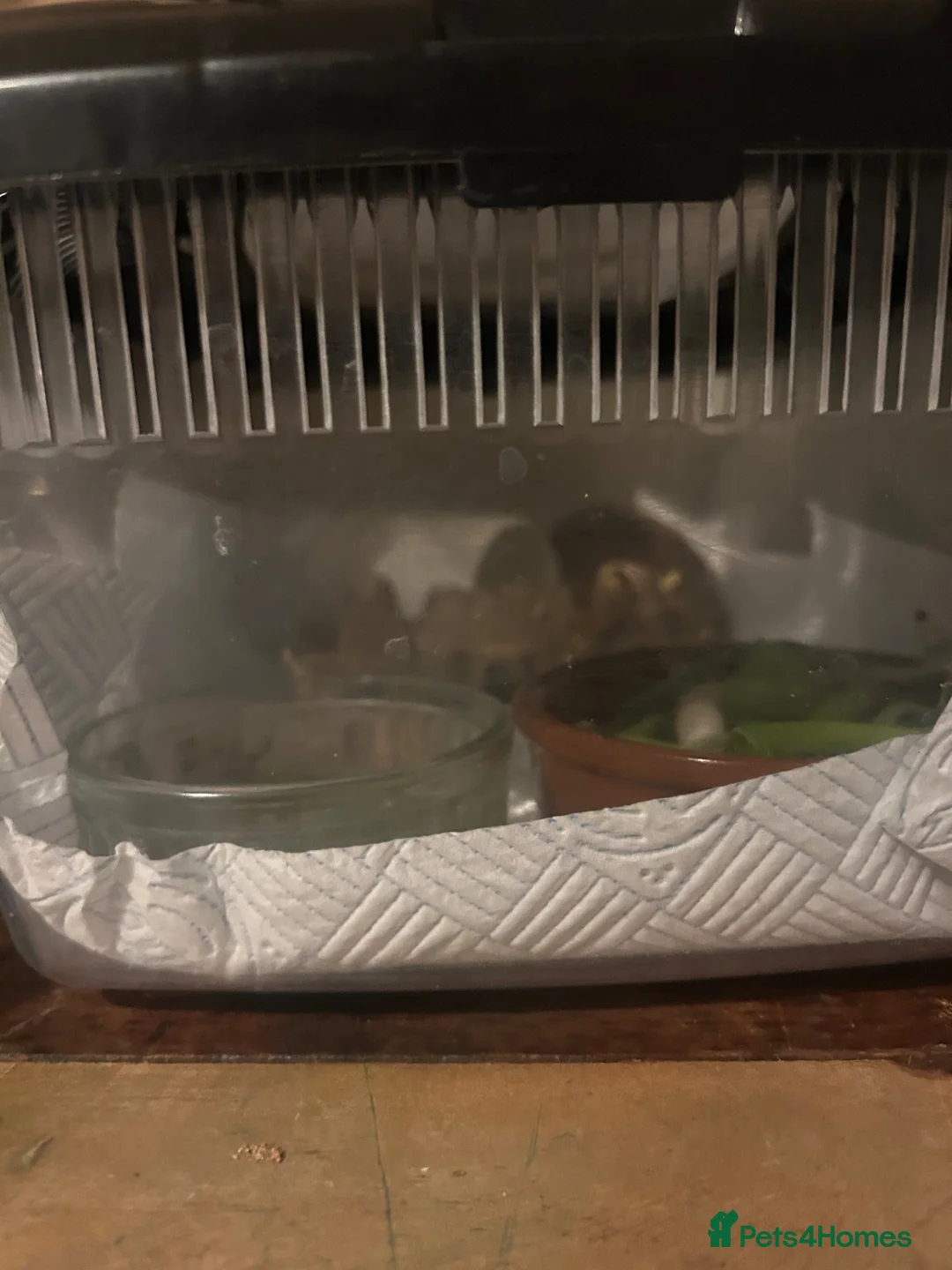 Leopard Gecko reptiles for sale: Leopard Gecko - Albie in Bristol - Advert 10