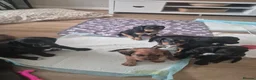 Cockalier dogs for sale: Cockaliers  in Sunderland - Advert 1