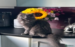 Ragcoon cats for sale: Stunning RAGCOON Kittens  - Advert 3