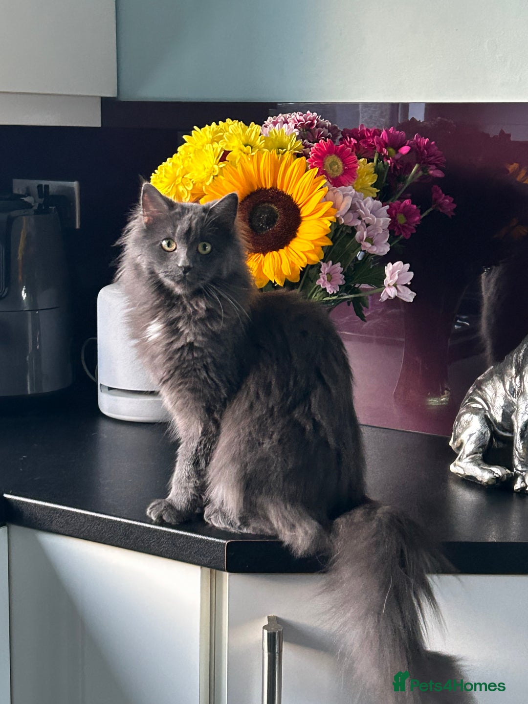 Ragcoon cats for sale: Stunning RAGCOON Kittens  - Advert 3