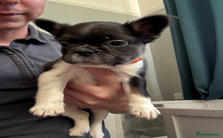 French Bulldog dogs - Advert 6