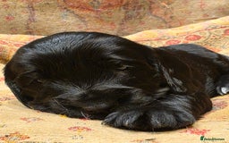 Cockalier dogs for sale: Gorgeous chunky Cockalier pupuchinos - Image 5