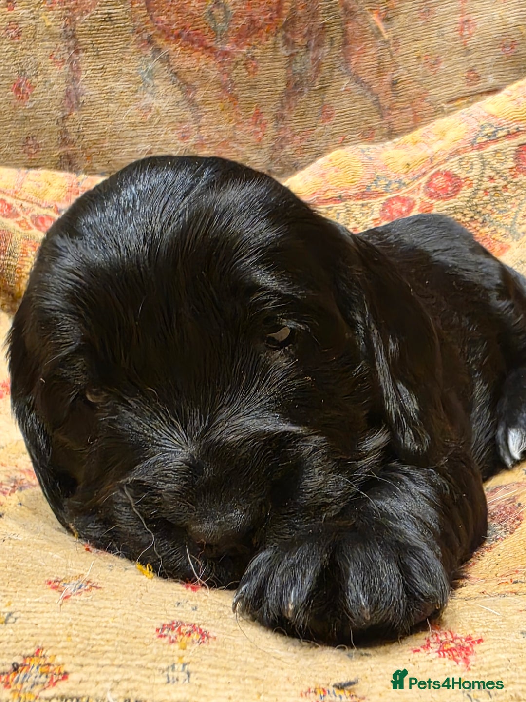 Cockalier dogs for sale: Gorgeous chunky Cockalier pupuchinos - Image 5