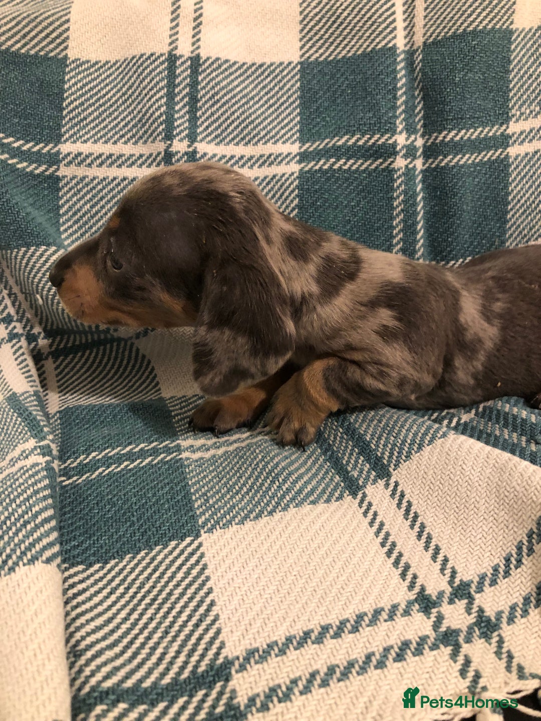 Dachshund dogs for sale: Miniature smooth haired Daschunds  - Advert 7