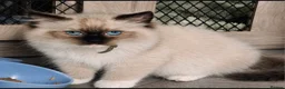 Ragdoll cats for sale: Tica reg seal mitted ragdoll imperial and gc lines in Birkenhead - Advert 12