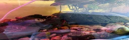 Axolotl reptiles for sale: X3 axolotls  in Manchester - Advert 3
