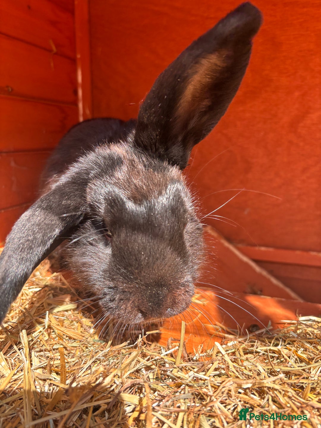 Dutch rabbits for sale: Gorgeous dutch/lop bunny - Image 2