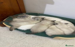 Ragdoll cats for sale: Delightful Ragdoll kittens.  - Image 8