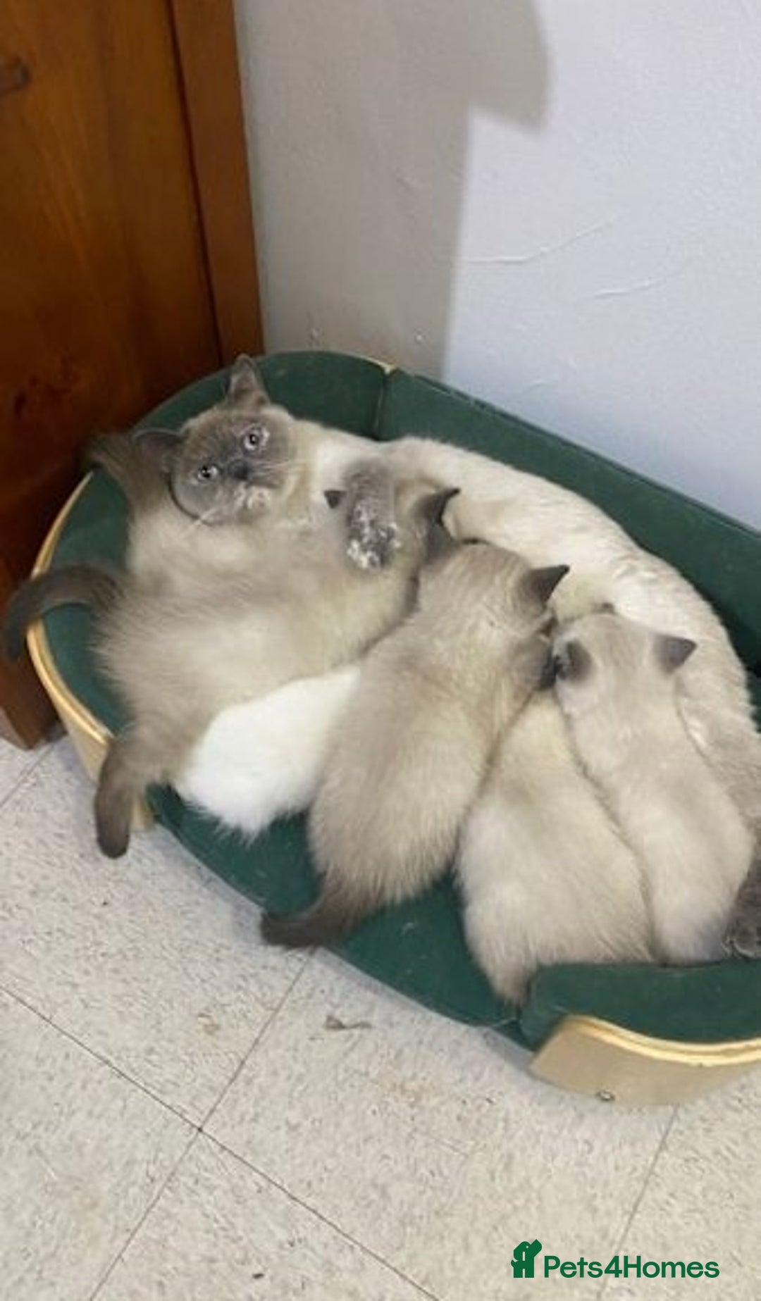 Ragdoll cats for sale: Delightful Ragdoll kittens.  - Image 8