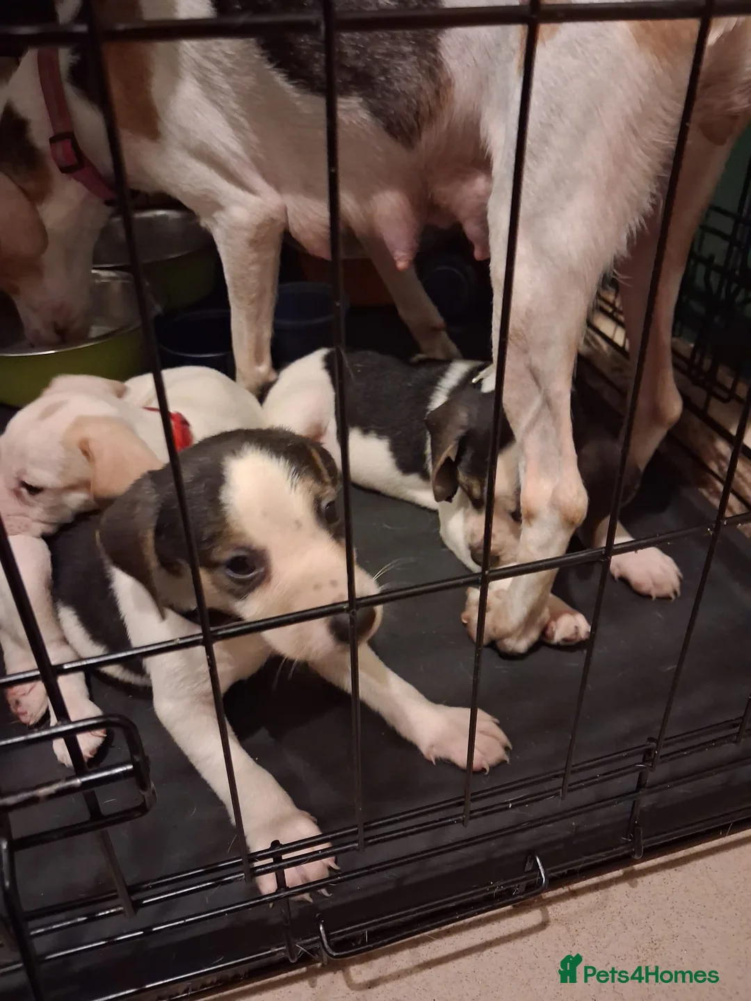 Beagle dogs for sale: Beagle in Bridgwater - Advert 5