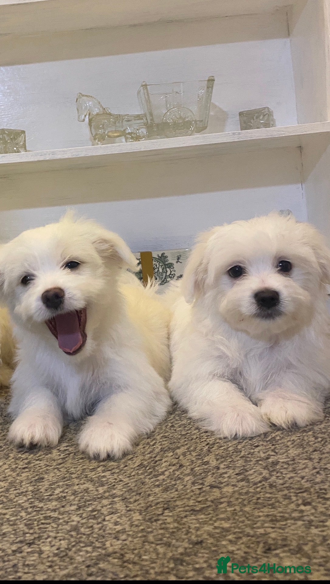 Maltese dogs Purebred Maltese Puppies Ready Now - Advert 4