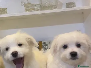 Maltese dogs Purebred Maltese Puppies Ready Now - Advert 5