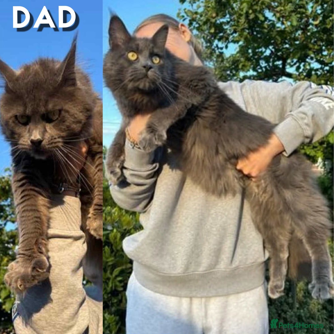 Maine Coon cats for sale: First Litter 6 Pure Maine Coon Kittens - Image 14