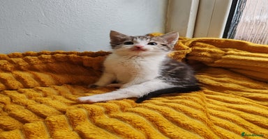 Mixed Breed cats - Advert 5