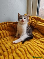 Mixed Breed cats - Advert 5