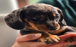 Miniature Dachshund dogs for sale: Miniature dachshund 1 boy left ready now - Image 6