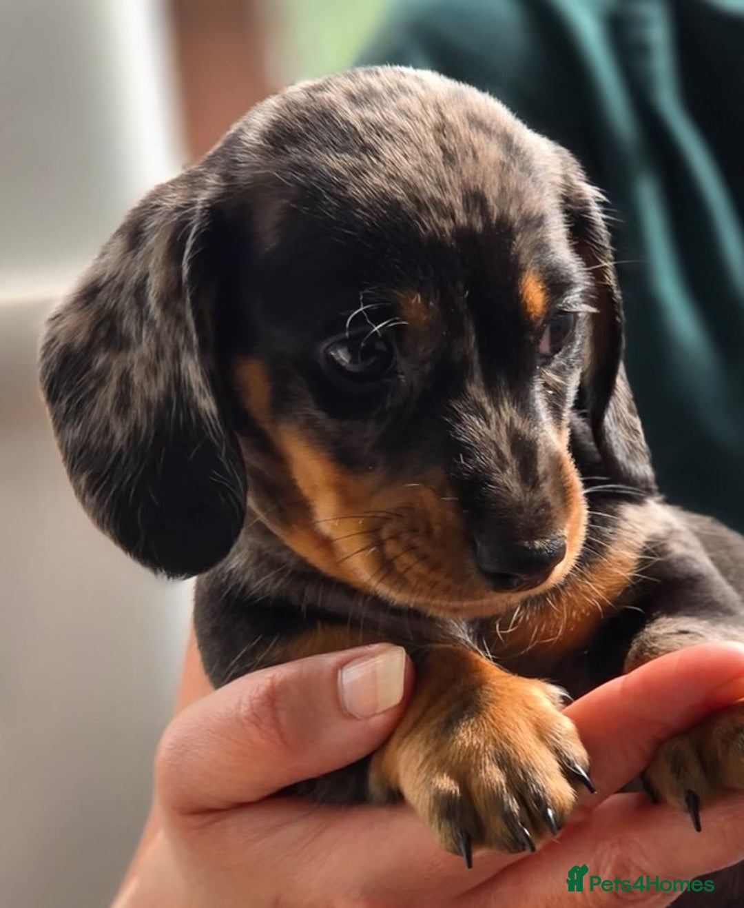 Miniature Dachshund dogs for sale: Miniature dachshund 1 boy left ready now - Image 6