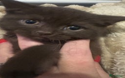 British Shorthair cats for sale: GCCF Registered 5 Generation British Shorthair - Image 17